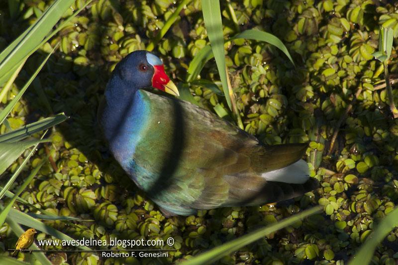 Pollona azul (Purple gallinule) Porphyrio martinica
