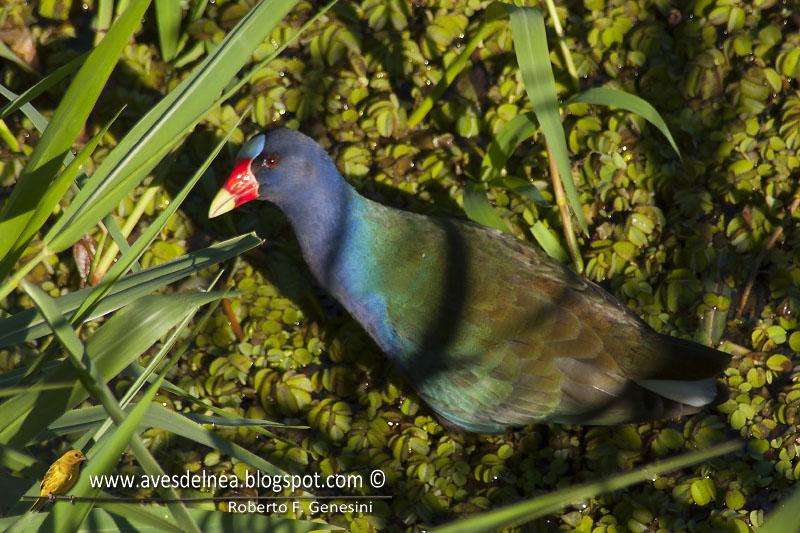 Pollona azul (Purple gallinule) Porphyrio martinica