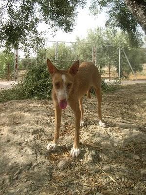 URGE ACOGIDA O ADOPCIÓN PARA ESTA PODENQUITA (CORDOBA)