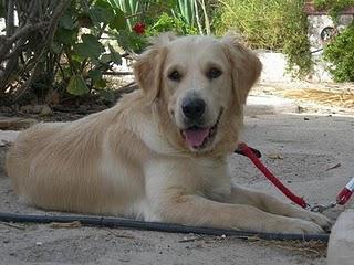 Oliver, precioso golden retriever de un año en adopción (Almería)