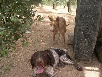 Podenco y bretona junto carretera (Cordoba)