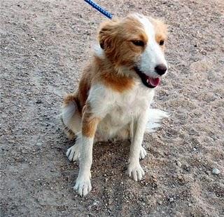 NADIE CRUCE DE JACK RUSELL RESCATADA DE LA PERRERA EN ADOPCION