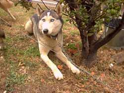 Alertan de que el 70% de los perros abandonados en los pueblos zaragozanos son de cazadores