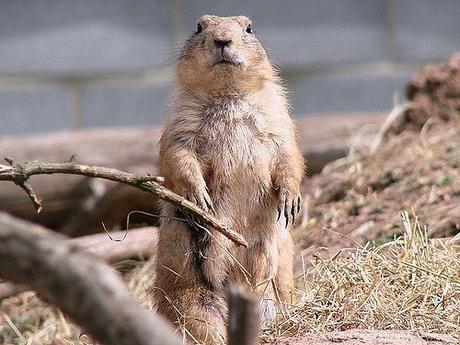 La marmota educativa
