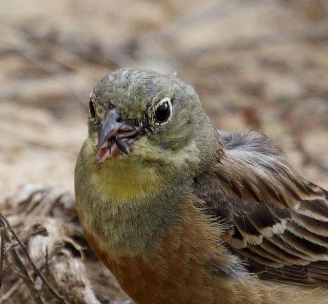 ESCRIBANO HORTELANO-EMBERIZA HORTULANA-ORTOLAN BUNTING