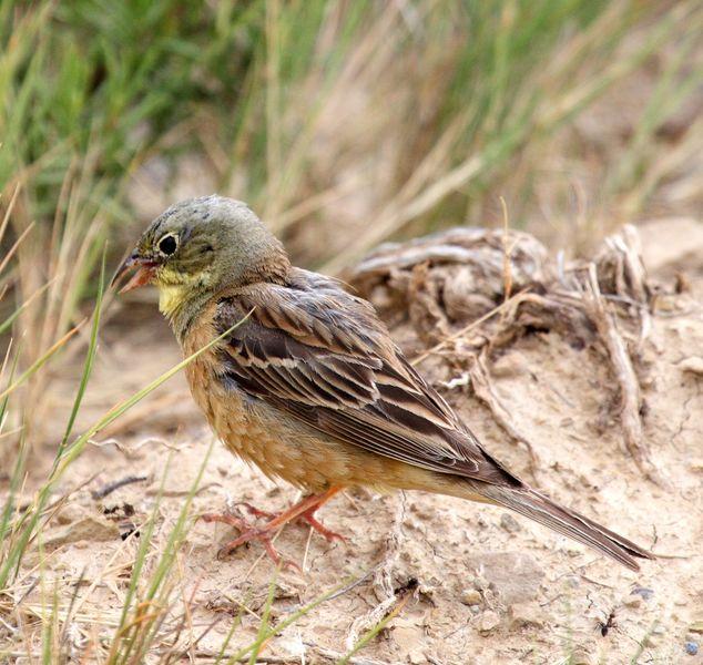 ESCRIBANO HORTELANO-EMBERIZA HORTULANA-ORTOLAN BUNTING