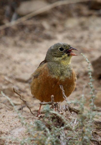 ESCRIBANO HORTELANO-EMBERIZA HORTULANA-ORTOLAN BUNTING
