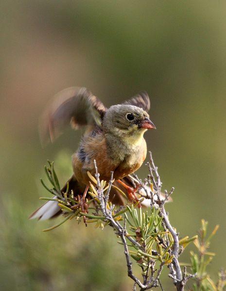 ESCRIBANO HORTELANO-EMBERIZA HORTULANA-ORTOLAN BUNTING