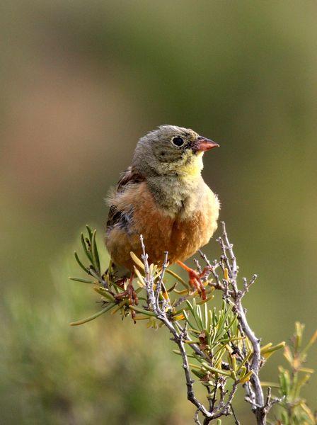 ESCRIBANO HORTELANO-EMBERIZA HORTULANA-ORTOLAN BUNTING