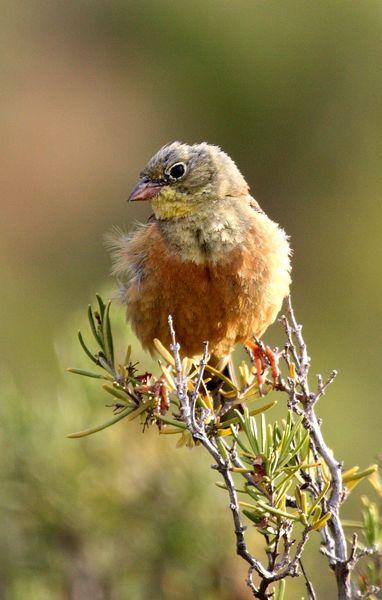 ESCRIBANO HORTELANO-EMBERIZA HORTULANA-ORTOLAN BUNTING