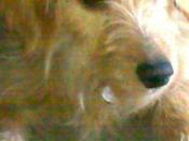 Tres desechos rehala, sólo encontrado trastero donde meterlos urge sacarlos alli (Cáceres)