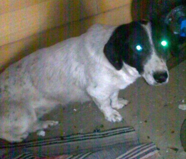 Tres desechos de rehala, sólo han encontrado un trastero donde meterlos , urge sacarlos de alli (Cáceres)