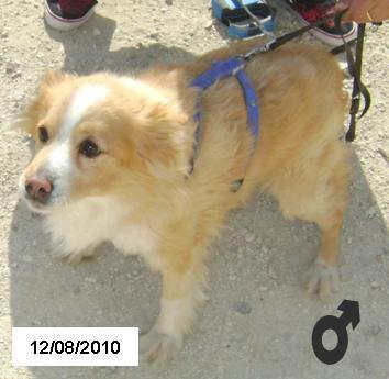 Tano, abandonado en la perrera con 13 años, tenemos que hacer el milagro