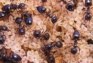 El poder de decisión de las hormigas.