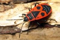 Palabrejas: va de insectos, .... , y algo más