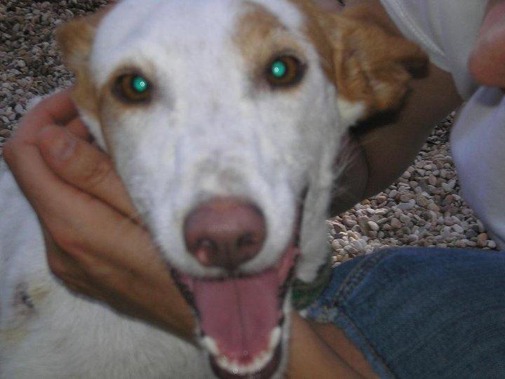 Historias de adoptados. Rosca