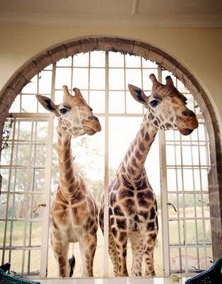 Paul Costello: maestro fotógrafo