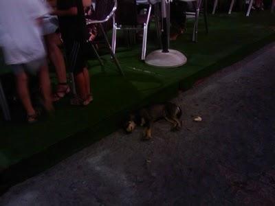 Atacada y dañada por perros cachorrita de Benalup SOS