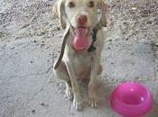 Yoco Este pequeñin esta calle,es solo cachorro Toledo
