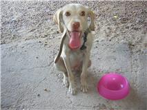 Yoco Este pequeñin esta en la calle,es solo un cachorro Toledo