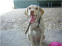 Yoco Este pequeñin esta en la calle,es solo un cachorro Toledo