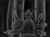 ¿Cómo Luce Mundo para Piojo?