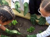 huertos escolares mejoran inteligencia niños