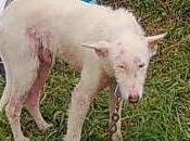 Homer, podenco precioso, barcelona!