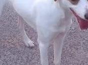 Kiwi, macho, madrid, urgente!!