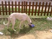 TANA, preciosa galga blanca abandonada Sevilla