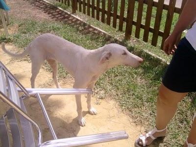 TANA, preciosa galga blanca abandonada en Sevilla