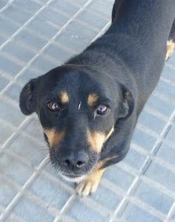 Cómo socorrer a un animal herido en la carretera.