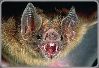 Vampiros en dpto. de Perú