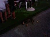 Atacada herida perros cachorrita Benalup