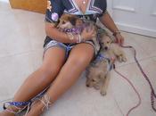 cachorros busca familia