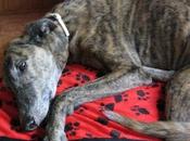 Tato, galgo adoptado adaptado buena vida.