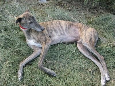 Tato, un galgo adoptado y adaptado a la buena vida.