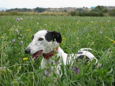 Tato, un galgo adoptado y adaptado a la buena vida.