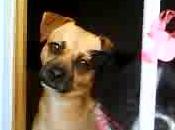 Perretes tamaño pequeño (Murcia)