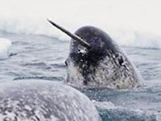 Ubuntu 11.04 llamará 'Natty Narwhal'