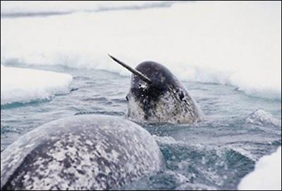 Ubuntu 11.04 se llamará “Natty Narwhal”
