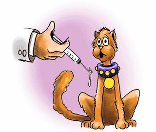 La vacunación en gatos