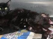 Barcelona. Gata atropellada busca familia.