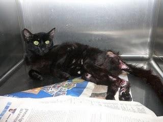 Barcelona. Gata atropellada busca una familia.