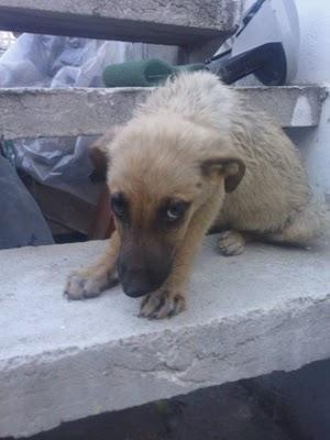 Bogart, cachorro mestizo pastor belga encontrado en malas condiciones en un pueblo de Valencia