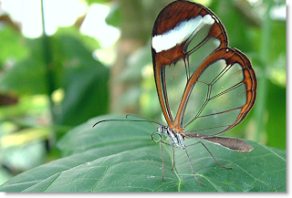 Mariposa traicionera