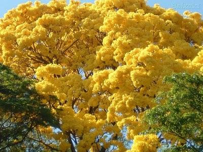 El Ipe, Tarima o Árbol?