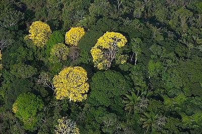 El Ipe, Tarima o Árbol?