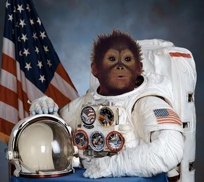 Animales al Espacio: un tributo a los primeros seres puestos en órbita