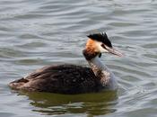 Somormujo lavanco-podiceps cristatus-great crested grebe